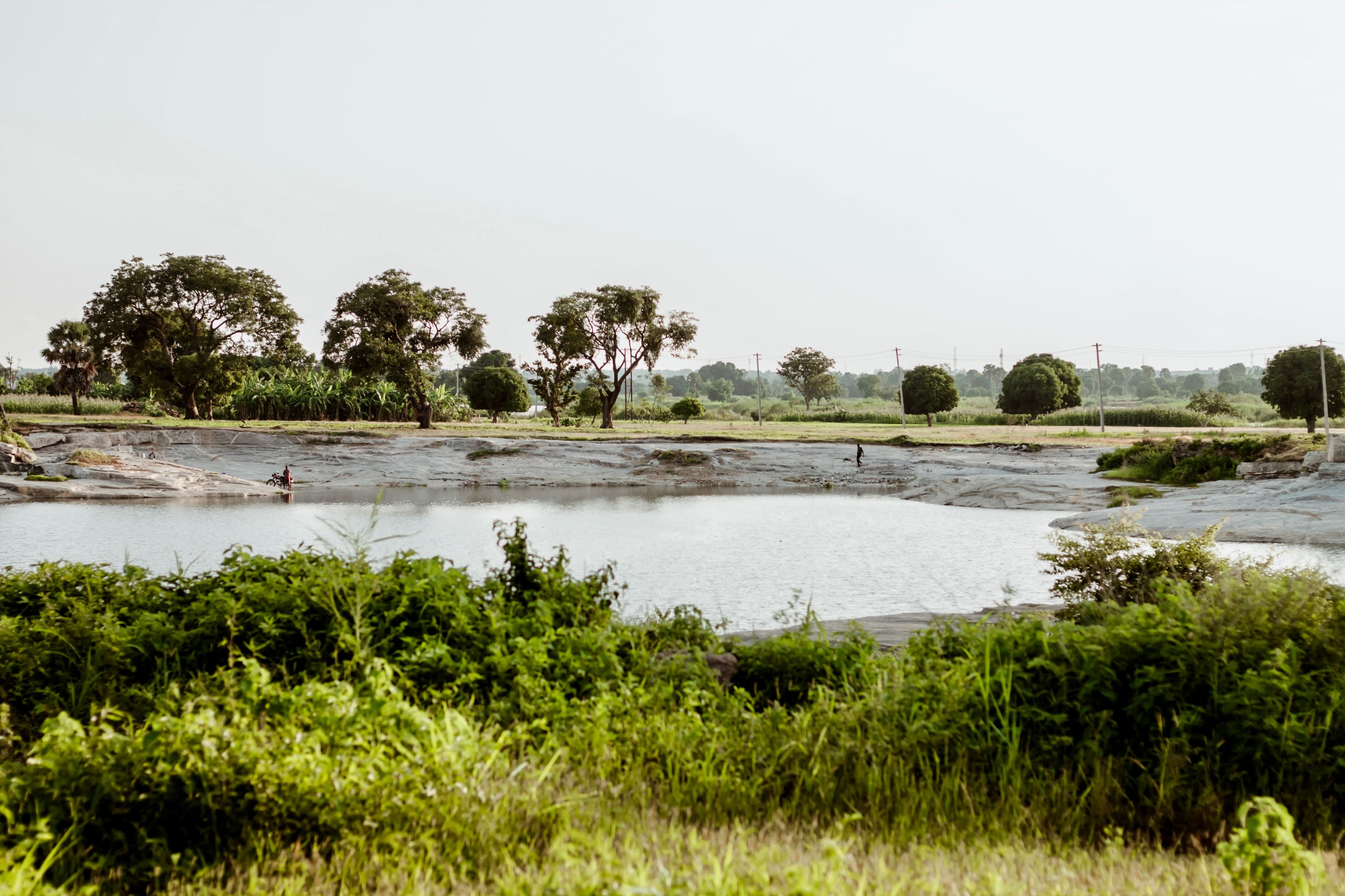 Forêt du Bassin du Congo
